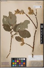 Foto von Salix caprea L.